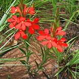 Striga elegans